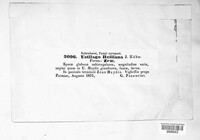Sporisorium reilianum image